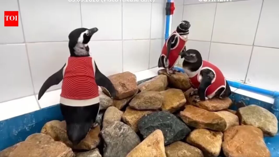As El Niño intensifies, scientists in Chile are making a vulnerable penguin species wear copper vests to help them heal faster As El Niño intensifies, scientists in Chile are making a vulnerable penguin species wear copper vests to help them heal faster