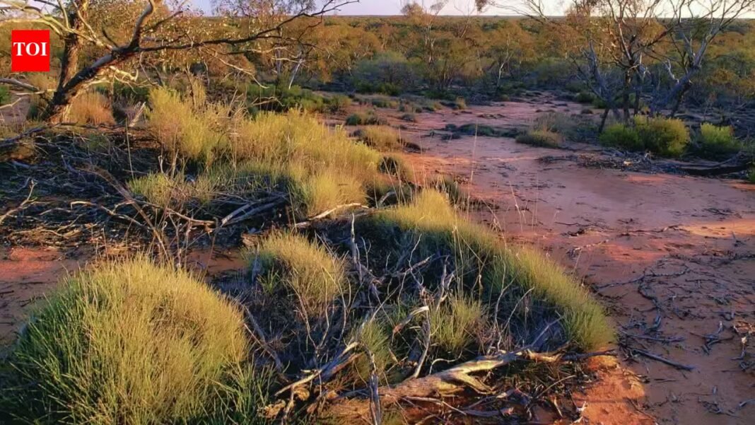 Australia brought digging mammals back to an 8,000-hectare sanctuary; 8 years later, scientists found they had reshaped underground insect communities | Australia brought digging mammals back to an 8,000-hectare sanctuary; 8 years later, scientists found they had reshaped underground insect communities |