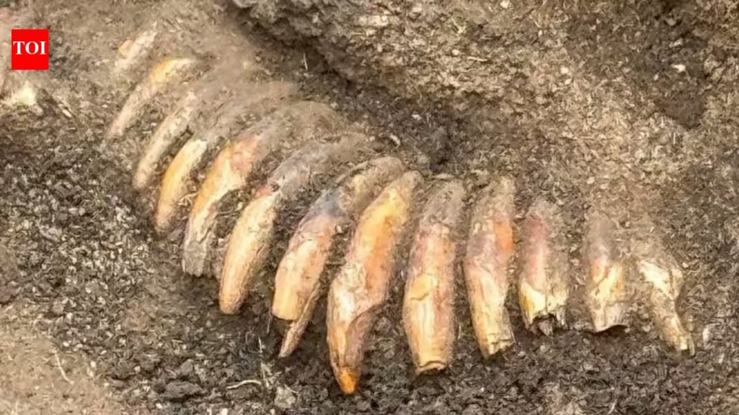 Archaeologists were excavating a Roman cemetery in Poland when they found a much older man buried with two decapitated human heads, 42 animal teeth and a battle axe Archaeologists were excavating a Roman cemetery in Poland when they found a much older man buried with two decapitated human heads, 42 animal teeth and a battle axe