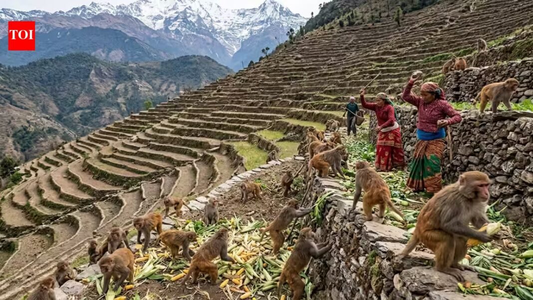 Nepal’s farmers built terraces into steep Himalayan slopes; now growing macaque populations are making it harder to keep their harvests | Nepal’s farmers built terraces into steep Himalayan slopes; now growing macaque populations are making it harder to keep their harvests |