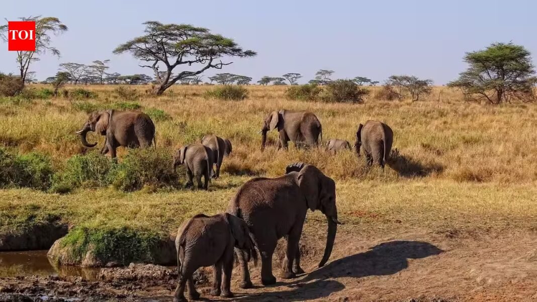 African elephants are raiding small farms in Tanzania; a new study found when and why most crop attacks happen | African elephants are raiding small farms in Tanzania; a new study found when and why most crop attacks happen |