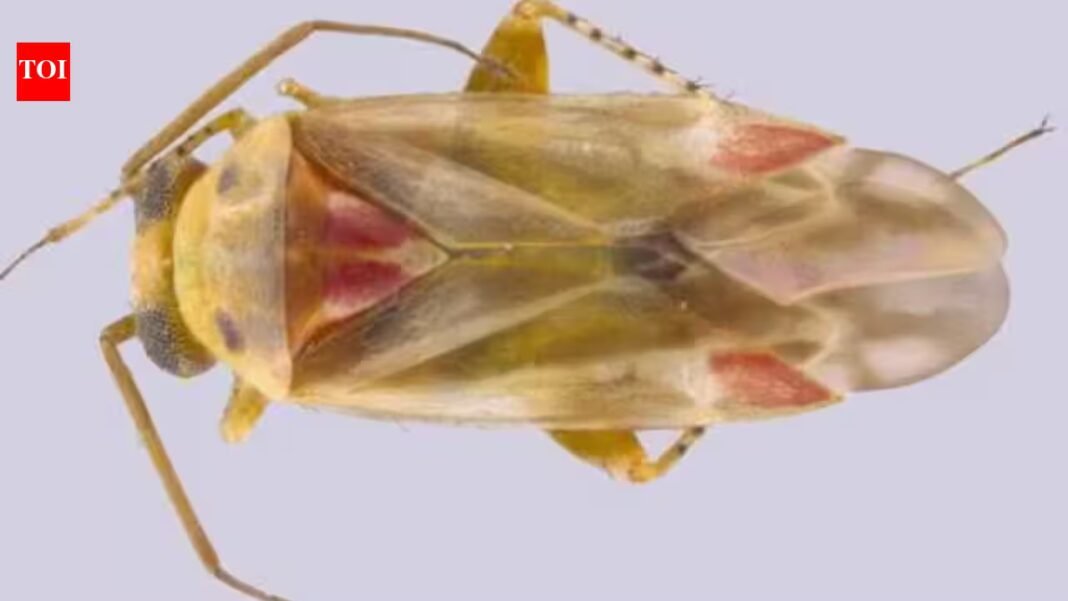 A lifelong Taylor Swift fan helped describe 12 new insect species; she named a new genus and four species after the singer and her albums A lifelong Taylor Swift fan helped describe 12 new insect species; she named a new genus and four species after the singer and her albums