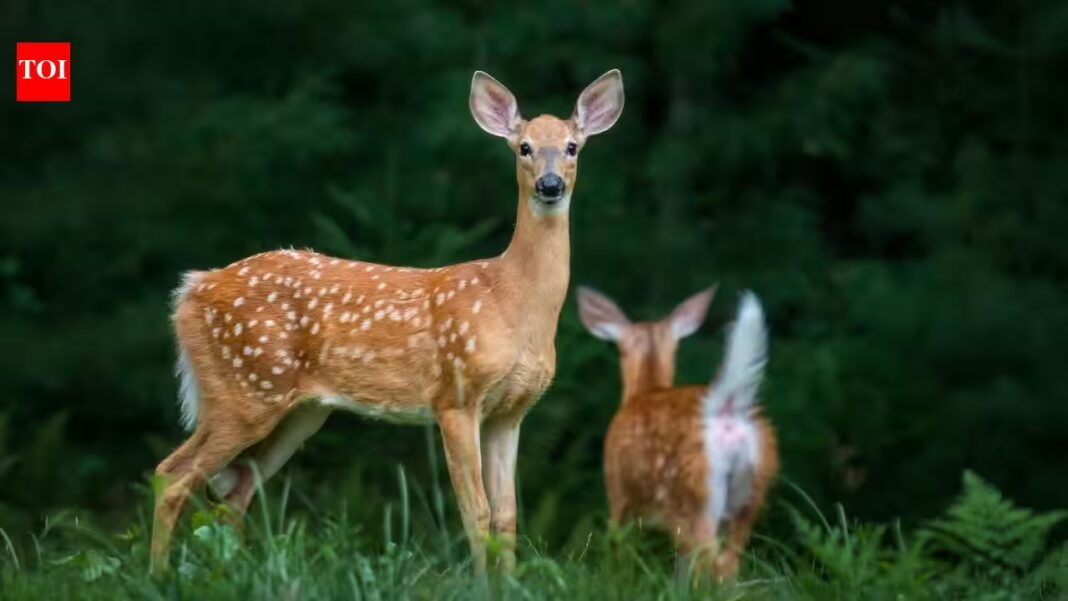 In 2023, researchers tested human voices, predator calls, dog barks and flashing lights on elk and deer in British Columbia; human shouts scared them most In 2023, researchers tested human voices, predator calls, dog barks and flashing lights on elk and deer in British Columbia; human shouts scared them most