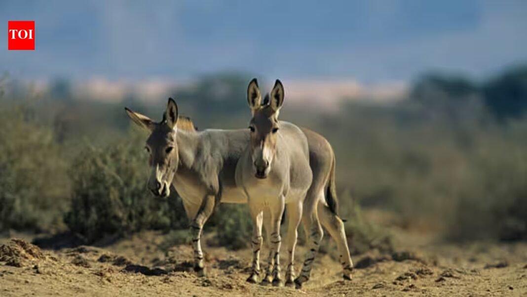 In 1982, Israel released 28 wild donkeys to its desert; 44 years later, they created an oasis in one of Earth’s most extreme places In 1982, Israel released 28 wild donkeys to its desert; 44 years later, they created an oasis in one of Earth’s most extreme places