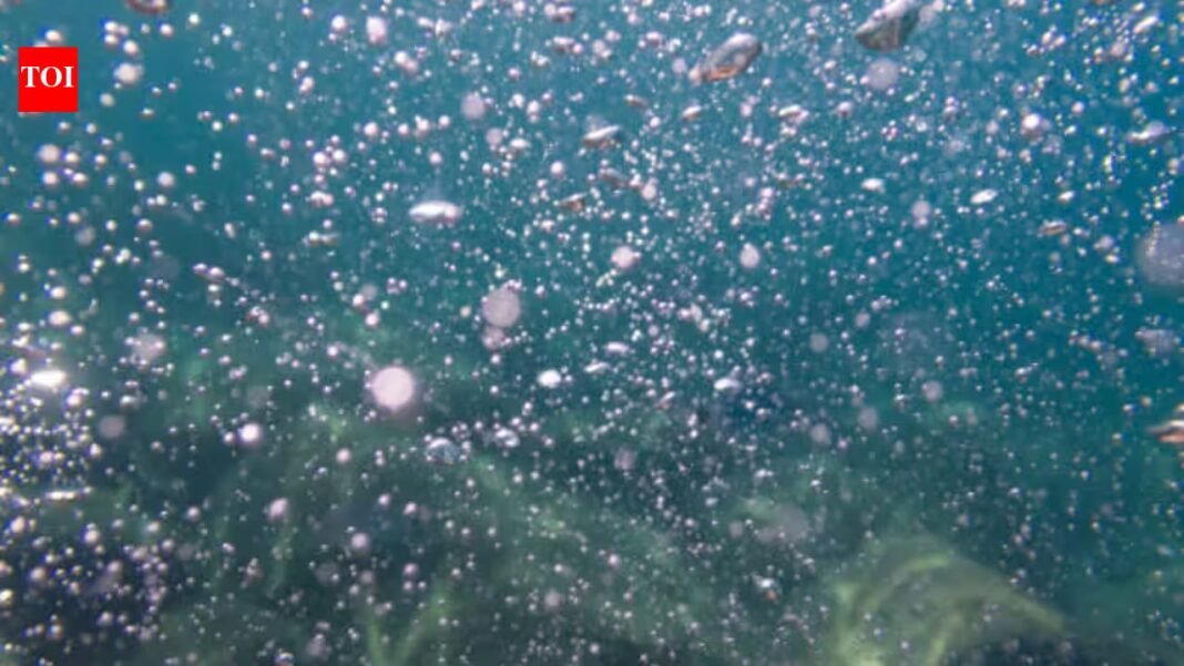 A methane leak in the South China Sea formed a plume over 1km high; but bacteria and worms built a ‘worm bed’ within two years shocking scientists and theories A methane leak in the South China Sea formed a plume over 1km high; but bacteria and worms built a ‘worm bed’ within two years shocking scientists and theories