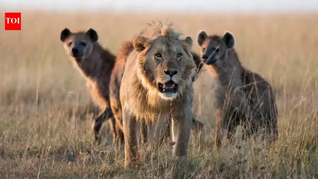 Scientists fitted GPS collars to 17 lions and 14 hyenas expecting hyenas to follow lions; thousands of locations revealed the opposite, with male lions approaching as hyenas retreated Scientists fitted GPS collars to 17 lions and 14 hyenas expecting hyenas to follow lions; thousands of locations revealed the opposite, with male lions approaching as hyenas retreated