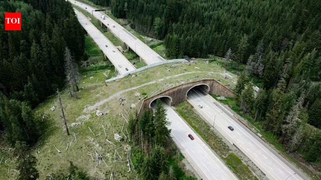 Washington built wildlife bridges over a busy highway; more than 10,000 animals have now crossed safely | Washington built wildlife bridges over a busy highway; more than 10,000 animals have now crossed safely |