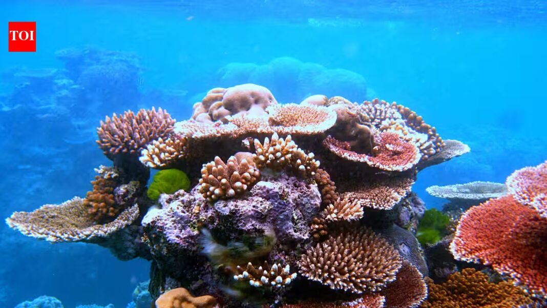 In 2001, Hurricane Iris devastated southern Belize; the damage inspired Lisa Carne’s coral-restoration work, which has now outplanted over 100,000 corals In 2001, Hurricane Iris devastated southern Belize; the damage inspired Lisa Carne’s coral-restoration work, which has now outplanted over 100,000 corals