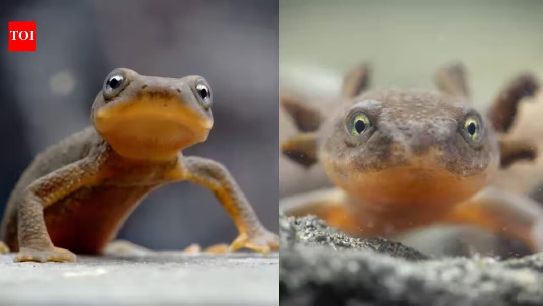 More than 100 years ago, crayfish were introduced into Oregon’s Crater Lake; today they occupy 95% of the shoreline and its unique newt is disappearing | More than 100 years ago, crayfish were introduced into Oregon’s Crater Lake; today they occupy 95% of the shoreline and its unique newt is disappearing |
