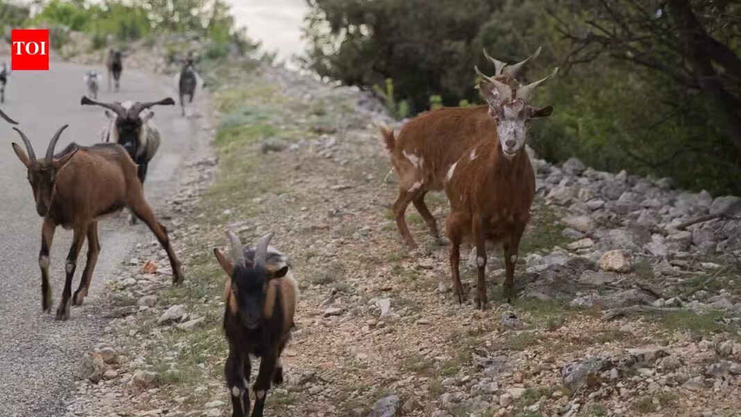 In 1870, goats were left on a tiny Seychelles island; 50 years later, conservationists had to eradicate them to save its native ecosystem | In 1870, goats were left on a tiny Seychelles island; 50 years later, conservationists had to eradicate them to save its native ecosystem |