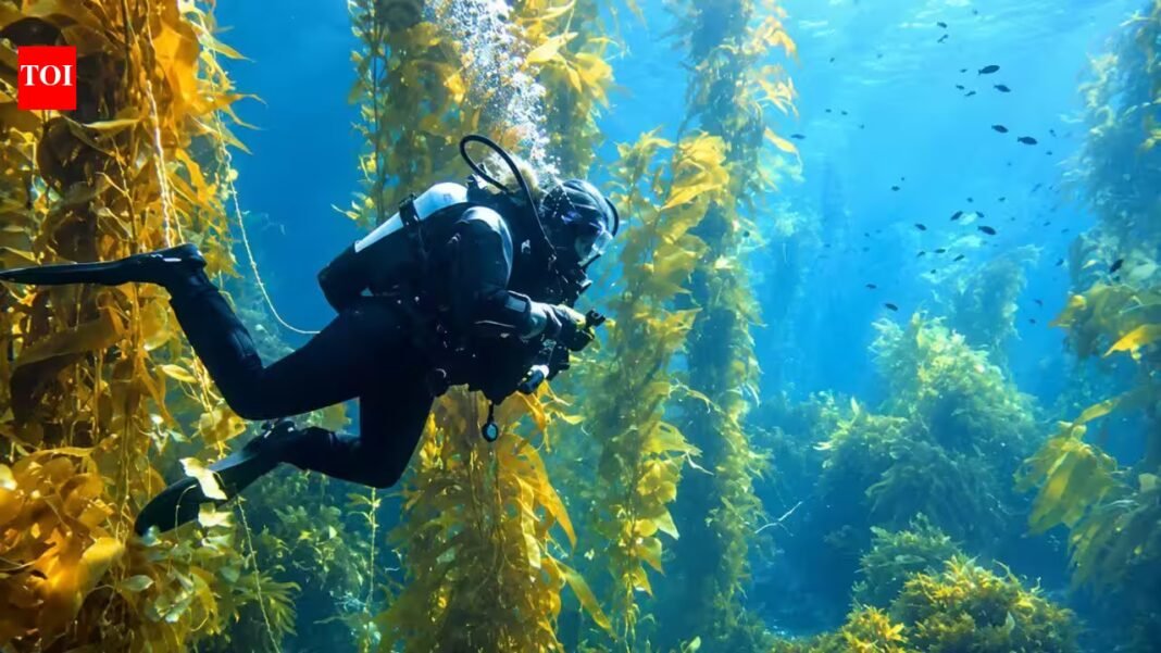 A school-led project helped bring back a lost kelp forest; 15,000 students and 250 divers later became part of the restoration effort | A school-led project helped bring back a lost kelp forest; 15,000 students and 250 divers later became part of the restoration effort |
