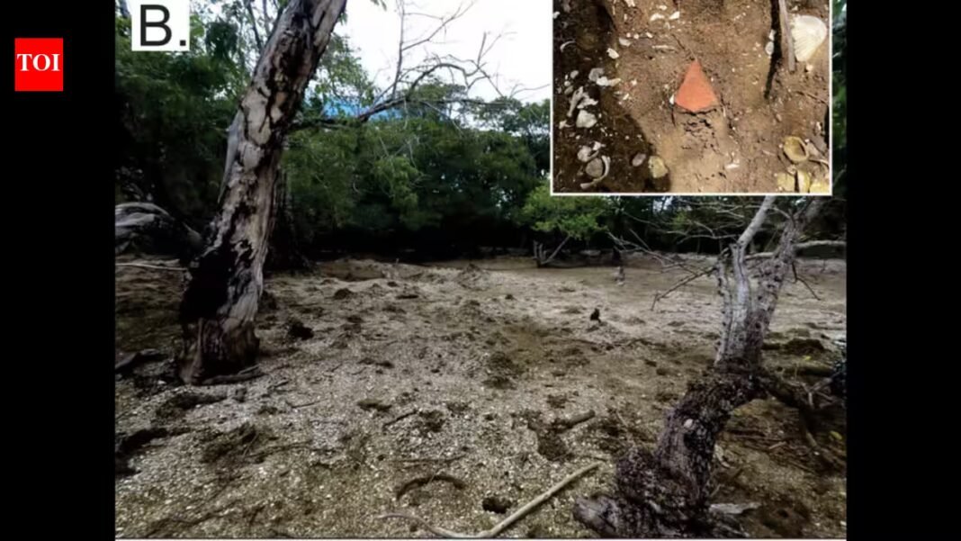 Archaeologists found a shellfish-covered island in Fiji dating back 1,200 years, possibly created by ancient food processing | Archaeologists found a shellfish-covered island in Fiji dating back 1,200 years, possibly created by ancient food processing |