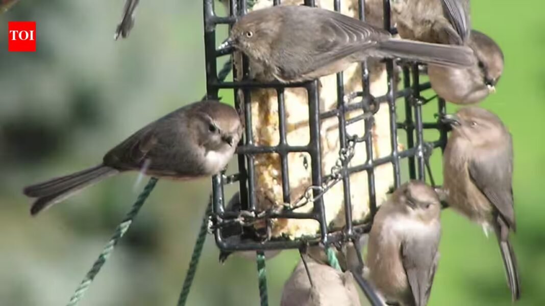 Food and water feeding centres for wild birds can highly increase the risk of a deadly parasite | Food and water feeding centres for wild birds can highly increase the risk of a deadly parasite |