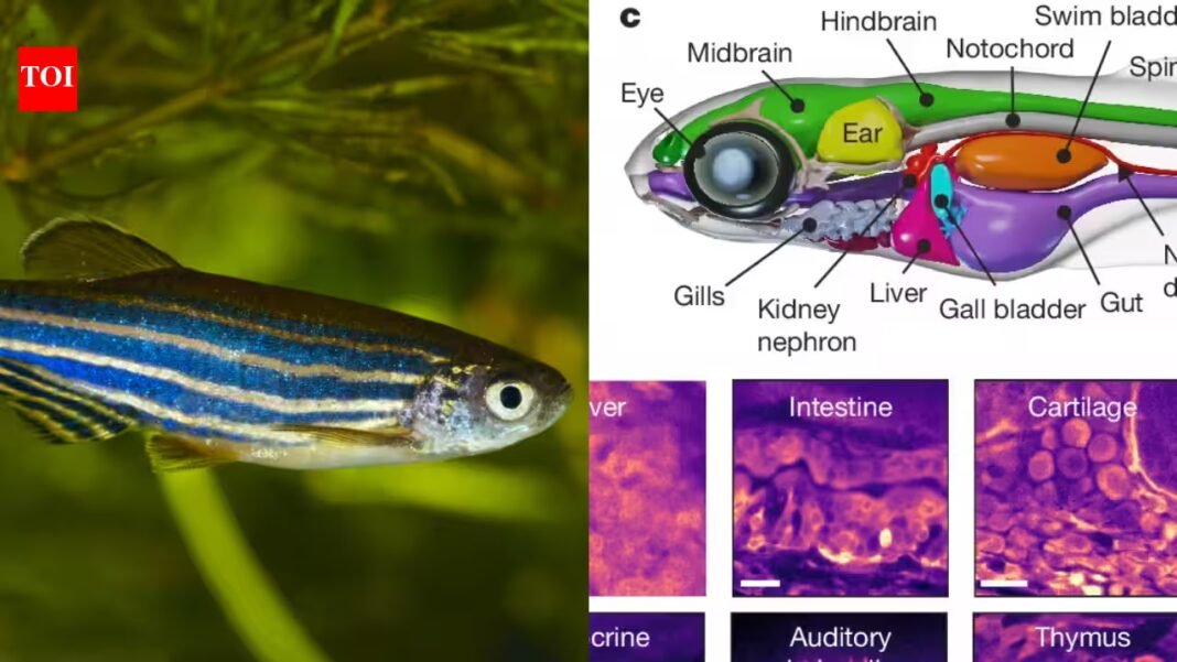 Scientists built a system that watches activity across nearly every cell of a living vertebrate at once; transparent zebrafish revealed body-wide signals moving between organs Scientists built a system that watches activity across nearly every cell of a living vertebrate at once; transparent zebrafish revealed body-wide signals moving between organs