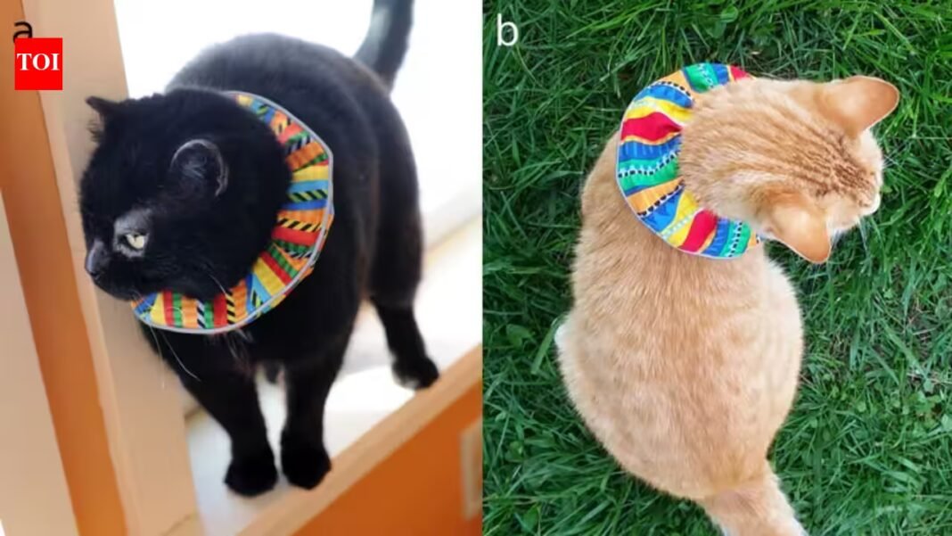 Domestic cats kill 2.4 billion birds annually in US; scientists made bright cat collars which reduce bird kills by 61% | Domestic cats kill 2.4 billion birds annually in US; scientists made bright cat collars which reduce bird kills by 61% |