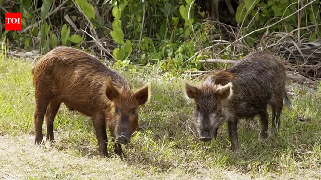 In the 1850s, pigs brought to Santa Cruz Island became feral; golden eagles drawn by piglets helped drive foxes down 95%, then 5,036 pigs were removed as foxes rebounded to 1,300+ In the 1850s, pigs brought to Santa Cruz Island became feral; golden eagles drawn by piglets helped drive foxes down 95%, then 5,036 pigs were removed as foxes rebounded to 1,300+
