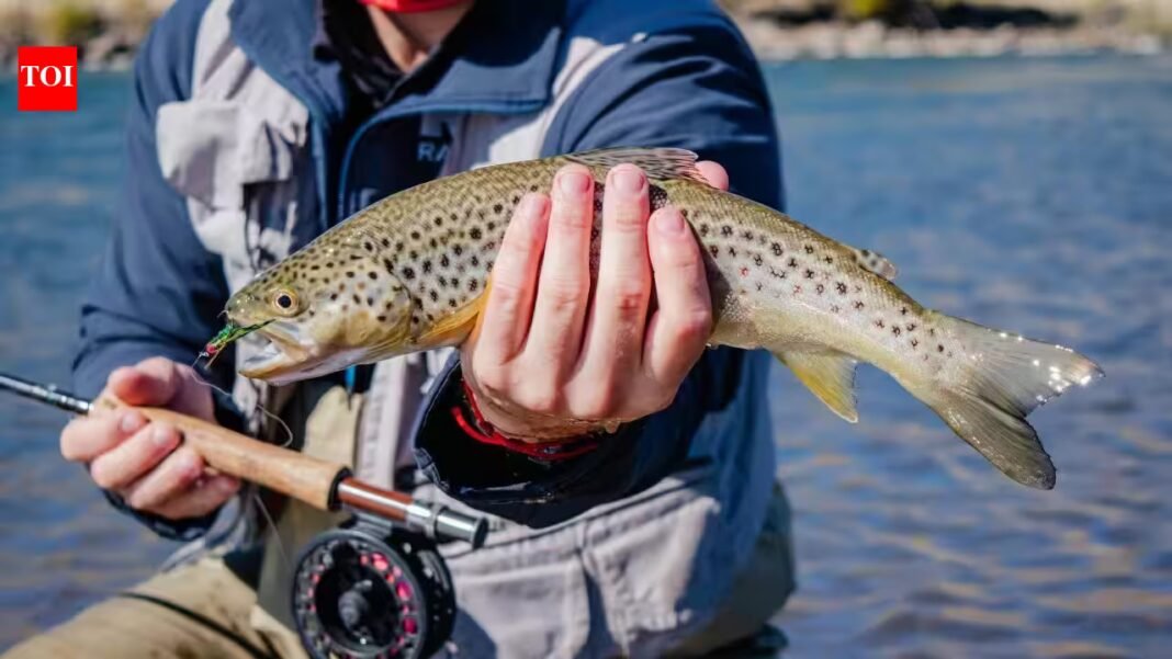 From 1870 to 1988, California stocked mountain lakes with trout for anglers; the fish helped push yellow-legged frogs from 92% of their historic Sierra Nevada range From 1870 to 1988, California stocked mountain lakes with trout for anglers; the fish helped push yellow-legged frogs from 92% of their historic Sierra Nevada range