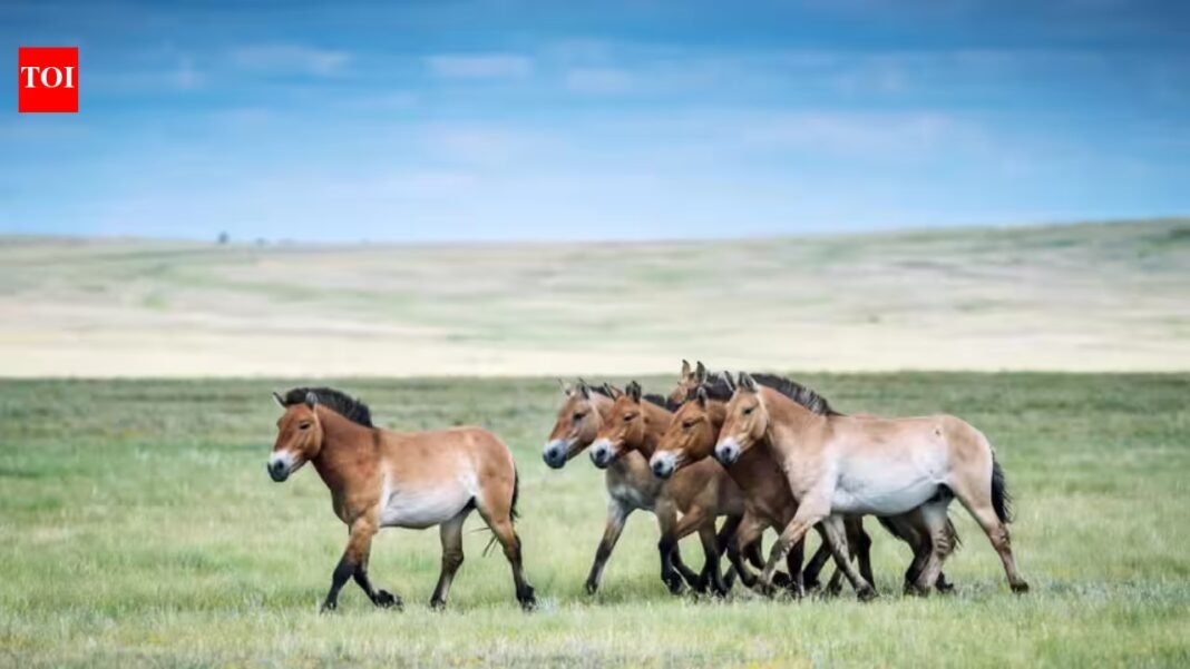 World’s only truly wild horse was once extinct in the wild; 40 years ago China began making efforts to bring it back, and now their population tops 900 and are independently reproducing World’s only truly wild horse was once extinct in the wild; 40 years ago China began making efforts to bring it back, and now their population tops 900 and are independently reproducing