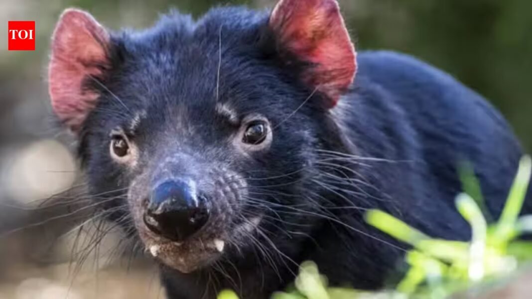In 2012, Tasmania moved 15 devils to Maria Island to protect the species from facial-tumour disease; after 28 were released by 2013, a 3,000-pair penguin colony disappeared In 2012, Tasmania moved 15 devils to Maria Island to protect the species from facial-tumour disease; after 28 were released by 2013, a 3,000-pair penguin colony disappeared