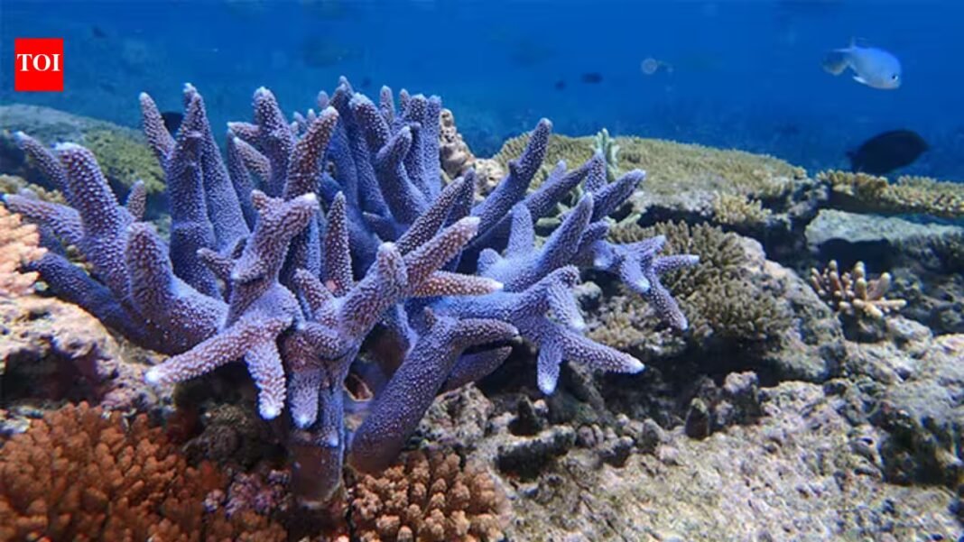 In 2015, Hawaii rescued fragments of a coral found only in Kaneohe Bay; after its wild colonies disappeared, scientists grew it in a nursery and returned it to the reef In 2015, Hawaii rescued fragments of a coral found only in Kaneohe Bay; after its wild colonies disappeared, scientists grew it in a nursery and returned it to the reef