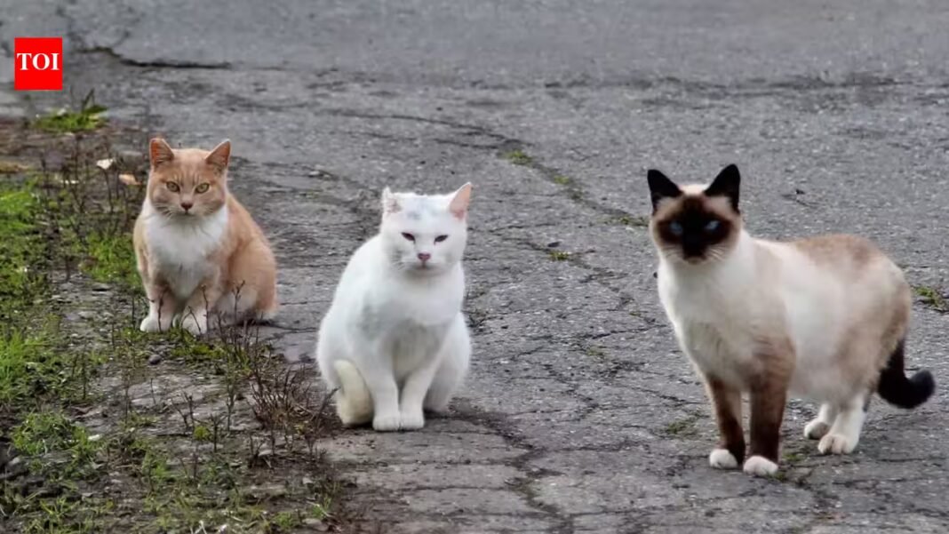 In 2016, NSW began fencing feral cats and foxes out of three reserves; 10 years later, 13 locally extinct species had returned, some after 100+ years, and were breeding again In 2016, NSW began fencing feral cats and foxes out of three reserves; 10 years later, 13 locally extinct species had returned, some after 100+ years, and were breeding again