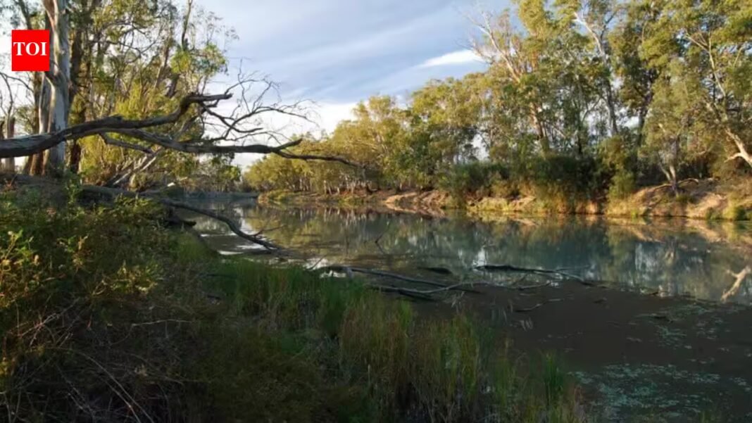 Australia planted vast commercial forests across the Green Triangle; decades later, wetlands are running dangerously low | Australia planted vast commercial forests across the Green Triangle; decades later, wetlands are running dangerously low |