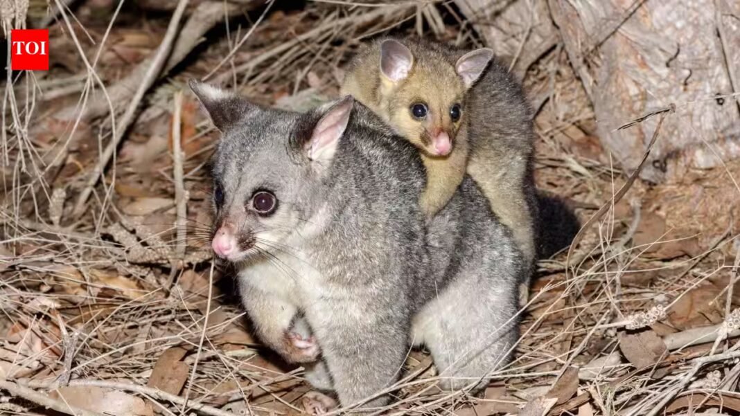 In 1837, New Zealand imported possums for a fur trade; 189 years later, aerial photos show they have damaged about half the vulnerable trees in one rare South Island forest In 1837, New Zealand imported possums for a fur trade; 189 years later, aerial photos show they have damaged about half the vulnerable trees in one rare South Island forest