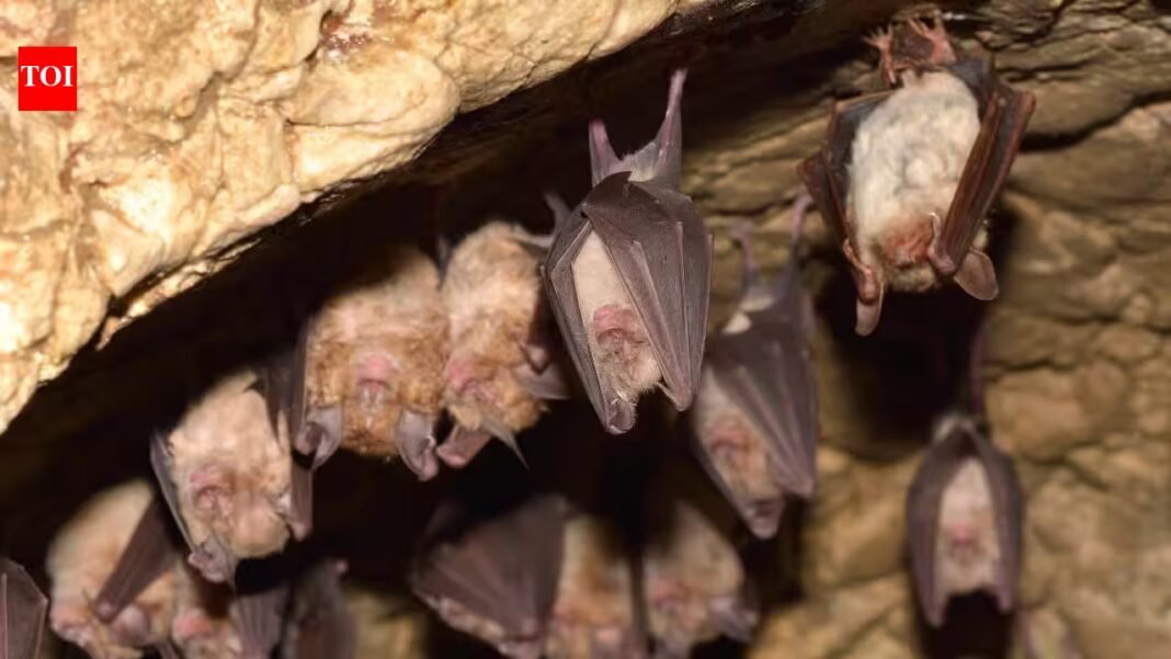 Some Myotis bats can live 50 years while close relatives live just 7; sequencing eight species found longevity genes overlapping with cancer and virus defenses Some Myotis bats can live 50 years while close relatives live just 7; sequencing eight species found longevity genes overlapping with cancer and virus defenses