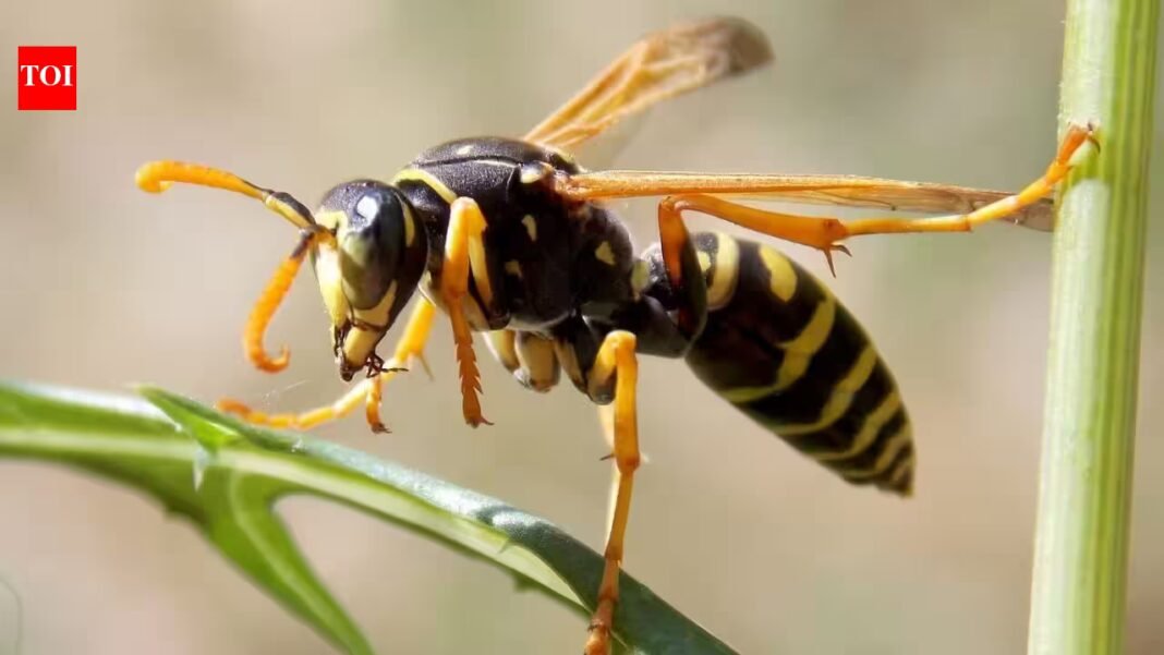 Britain’s wasps are unusually scarce this summer; researchers cannot find enough for experiments, and the few seen are unusually small Britain’s wasps are unusually scarce this summer; researchers cannot find enough for experiments, and the few seen are unusually small