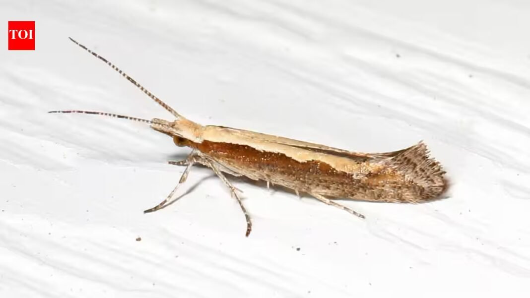 Scientists exposed diamondback moths to extreme heat for 3 years; their descendants evolved faster development and greater heat survival | Scientists exposed diamondback moths to extreme heat for 3 years; their descendants evolved faster development and greater heat survival |