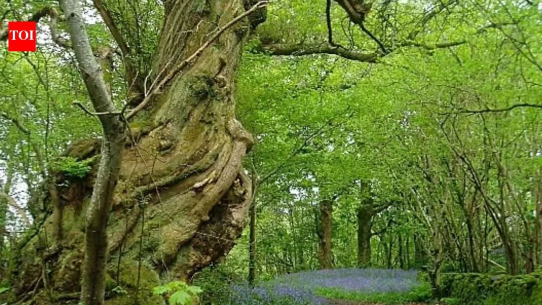 Britain planted woodland on former farmland; 25 years later, scientists found its soil and plants were still different from ancient woodland | Britain planted woodland on former farmland; 25 years later, scientists found its soil and plants were still different from ancient woodland |