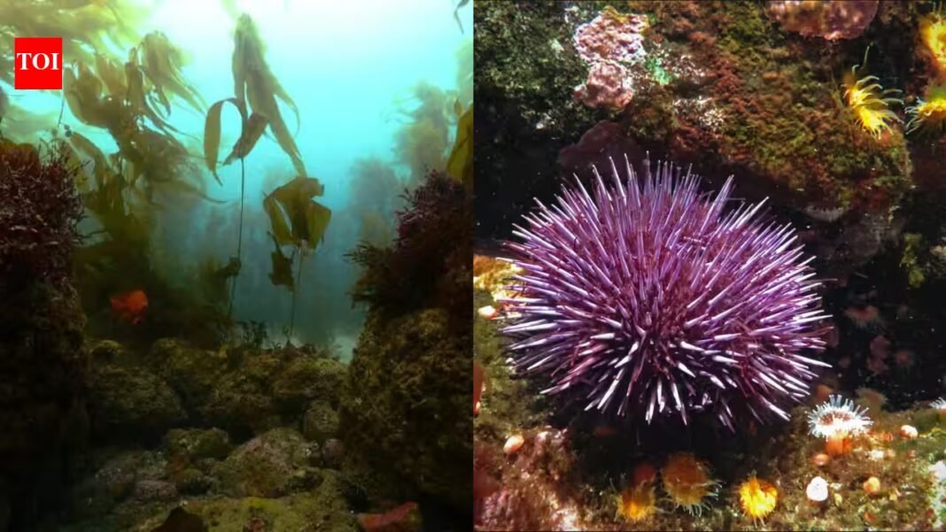 In 2013, California began removing millions of purple urchins from barren reefs; seven years later, more than 55 acres of kelp forest had returned In 2013, California began removing millions of purple urchins from barren reefs; seven years later, more than 55 acres of kelp forest had returned