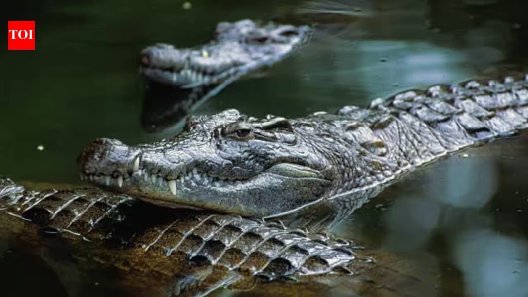 Israel is planning to surround prisons with crocodile-filled moats inspired by Trump’s Alligator Alcatraz; now people are debating wildlife protection and land use Israel is planning to surround prisons with crocodile-filled moats inspired by Trump’s Alligator Alcatraz; now people are debating wildlife protection and land use