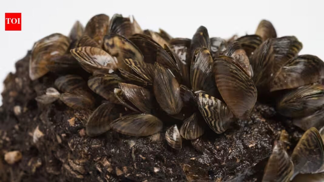Michigan scientists covered invasive zebra mussels with weighted lakebed mats and pumped carbon dioxide underneath; after five days, mortality of caged mussels topped 80% Michigan scientists covered invasive zebra mussels with weighted lakebed mats and pumped carbon dioxide underneath; after five days, mortality of caged mussels topped 80%