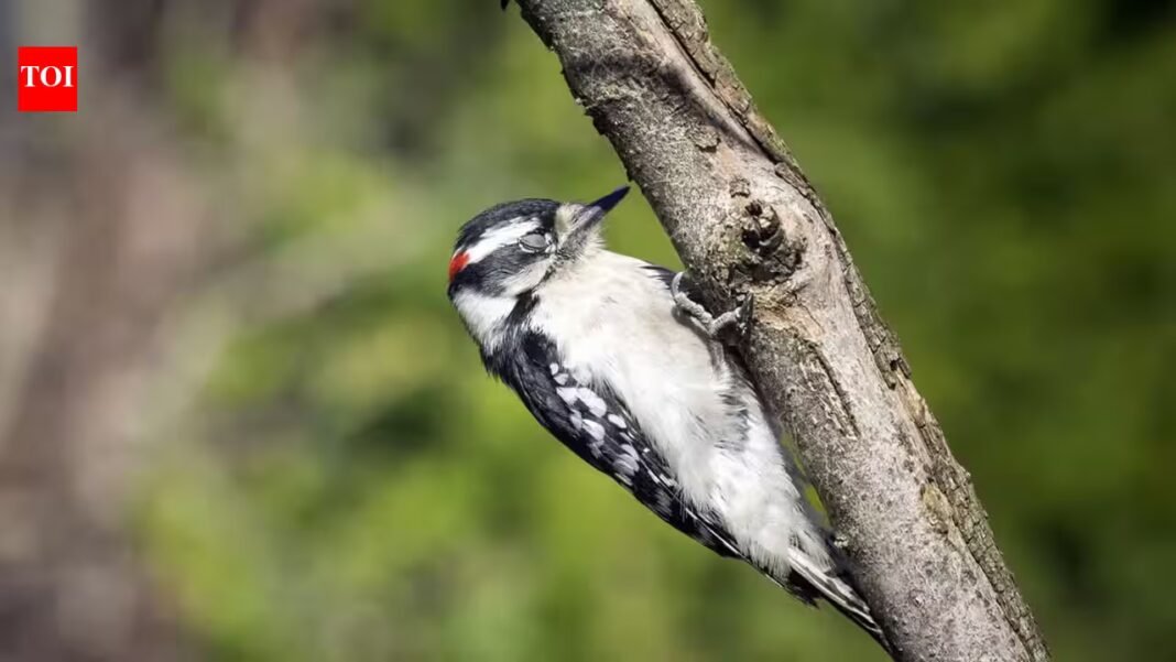 Why don’t birds fall out of trees while sleeping? The unusual science behind the phenomenon Why don’t birds fall out of trees while sleeping? The unusual science behind the phenomenon