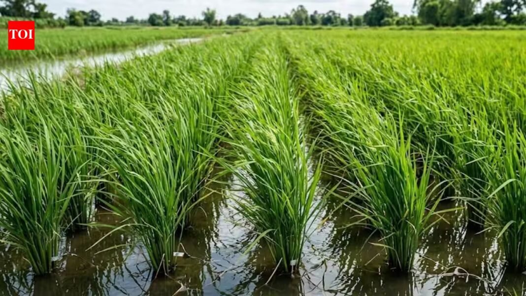 Scientists turned rice plants into tiny power sources; the system also cut methane emissions from paddy cultivation | Scientists turned rice plants into tiny power sources; the system also cut methane emissions from paddy cultivation |