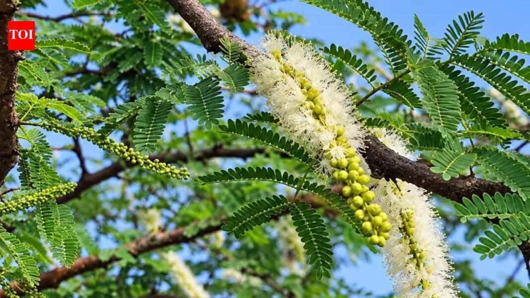 Sudan planted Acacia senegal across drylands; years later, older plantations had more carbon but grasslands still held more soil moisture | Sudan planted Acacia senegal across drylands; years later, older plantations had more carbon but grasslands still held more soil moisture |