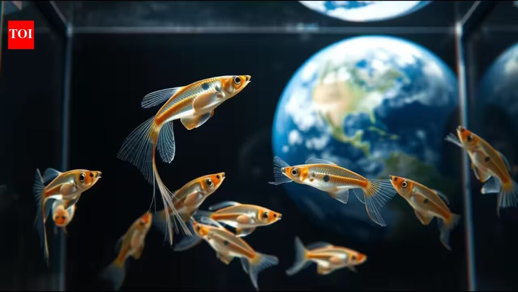 Three pregnant guppies spent five days in space in 1983; one later gave birth to 25 normal fry and six more broods | Three pregnant guppies spent five days in space in 1983; one later gave birth to 25 normal fry and six more broods |