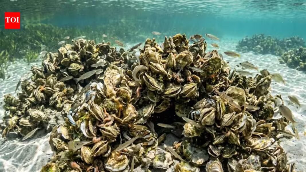 Scientists rebuilt oyster reefs in Florida; within 18 months, the wider marine animal community began returning | Scientists rebuilt oyster reefs in Florida; within 18 months, the wider marine animal community began returning |