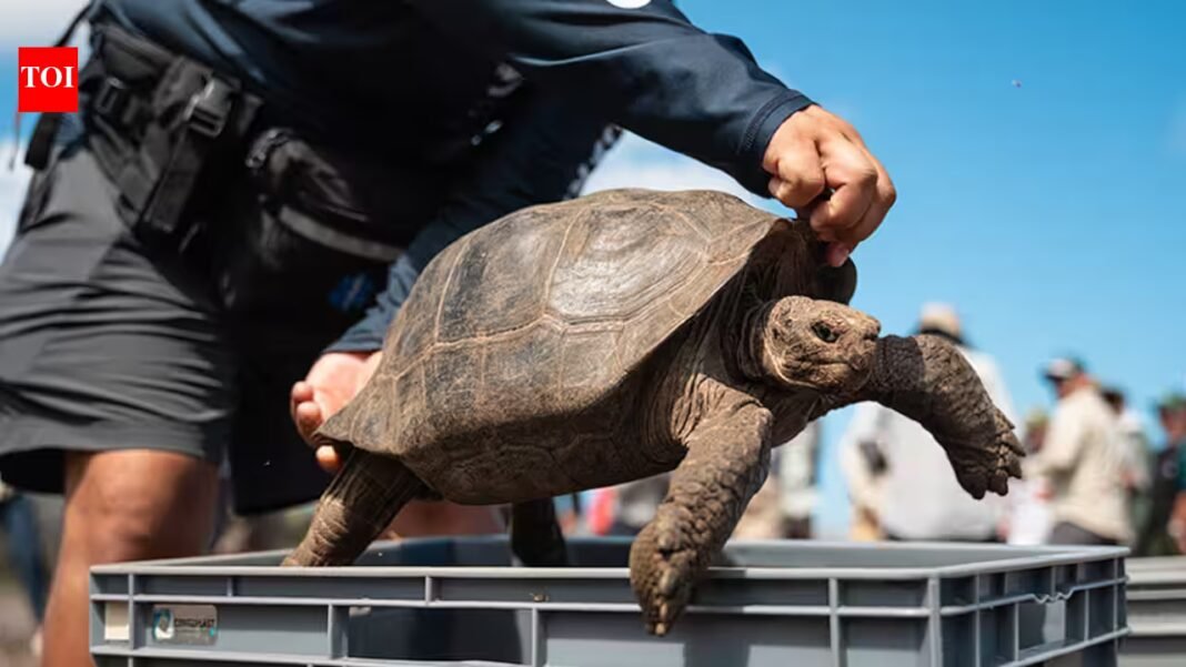 Galapagos tortoises were hunted by pirates for food and went extinct on Floreana Island; after 180 years, conservationists brought them back to their ancestral home | Galapagos tortoises were hunted by pirates for food and went extinct on Floreana Island; after 180 years, conservationists brought them back to their ancestral home |