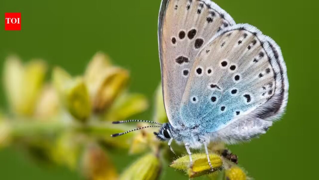 In 1983, Britain reintroduced a butterfly declared extinct just four years earlier; the large blue has since surged 1,866% and now survives at 33 sites In 1983, Britain reintroduced a butterfly declared extinct just four years earlier; the large blue has since surged 1,866% and now survives at 33 sites