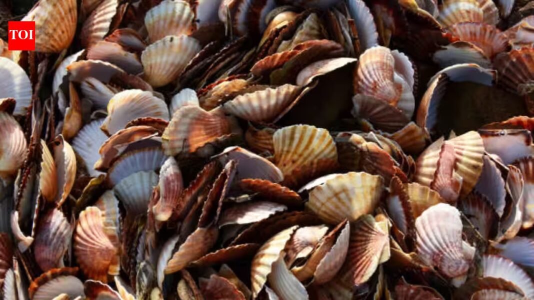 A Japanese village was drowning in 40,000 tonnes of scallop shells; then they crushed them to make stronger safety helmets for the fishermen A Japanese village was drowning in 40,000 tonnes of scallop shells; then they crushed them to make stronger safety helmets for the fishermen