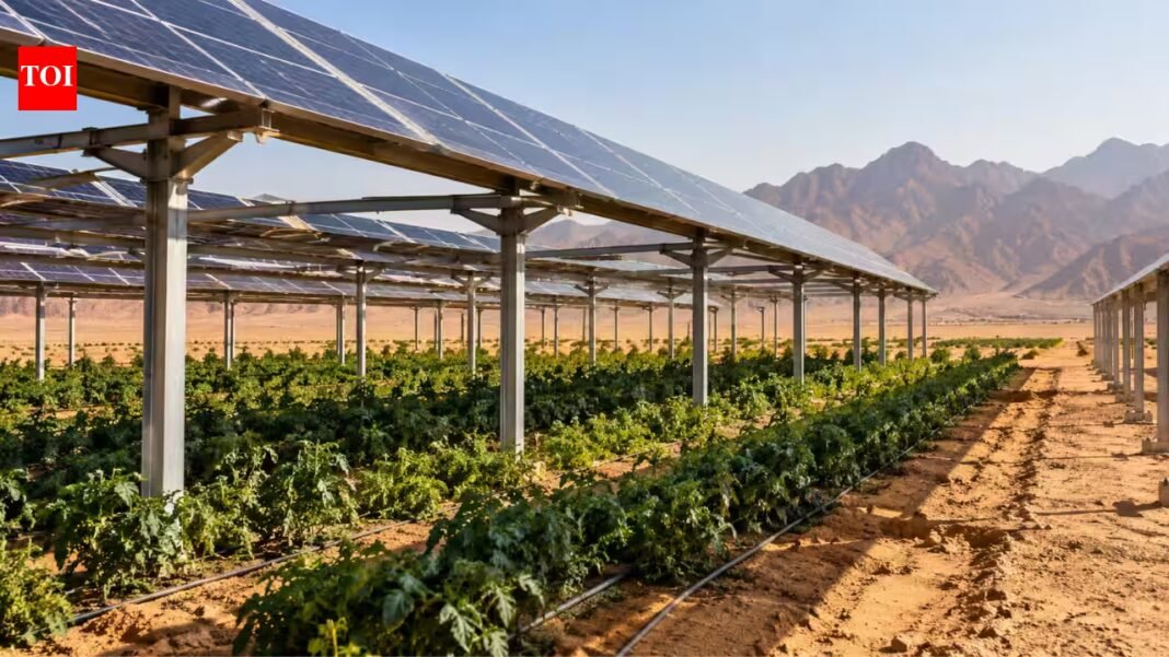 Egypt is growing crops beneath solar panels in the desert; the unusual idea could save water, help crops and produce clean energy | Egypt is growing crops beneath solar panels in the desert; the unusual idea could save water, help crops and produce clean energy |