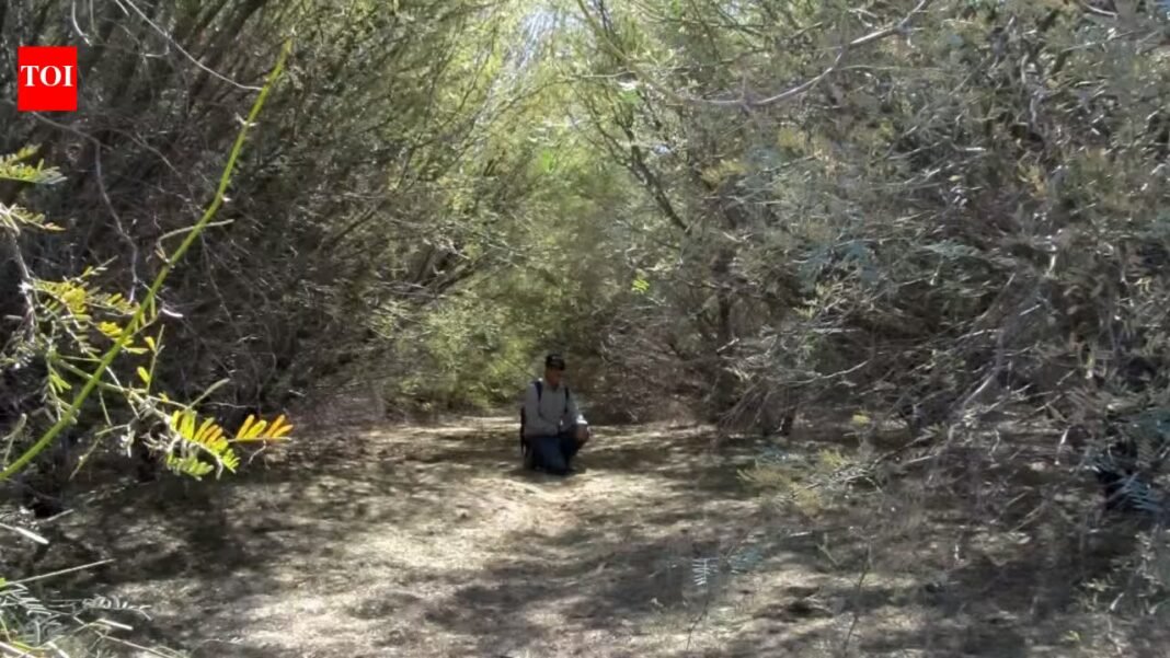 In 2009, conservationists began restoring 55 acres of invasive forest along the Colorado River; 10 years later, native plants dominated and wildlife returned | In 2009, conservationists began restoring 55 acres of invasive forest along the Colorado River; 10 years later, native plants dominated and wildlife returned |