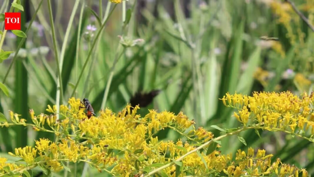 In April, a Florida wildfire burned a forest almost three times the size of Central Park; within months wildflowers covered the ash and pollinators returned in droves In April, a Florida wildfire burned a forest almost three times the size of Central Park; within months wildflowers covered the ash and pollinators returned in droves