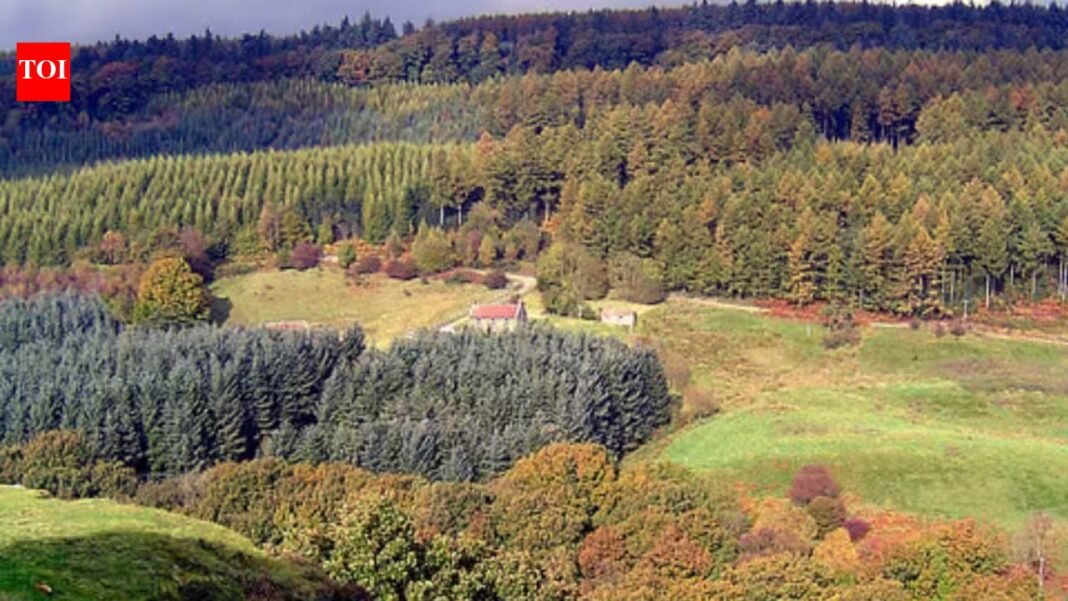 Britain released two beavers into a 10-hectare forest; 5 years later, peak water flow fell 46.6% and baseflow rose by 417% | Britain released two beavers into a 10-hectare forest; 5 years later, peak water flow fell 46.6% and baseflow rose by 417% |