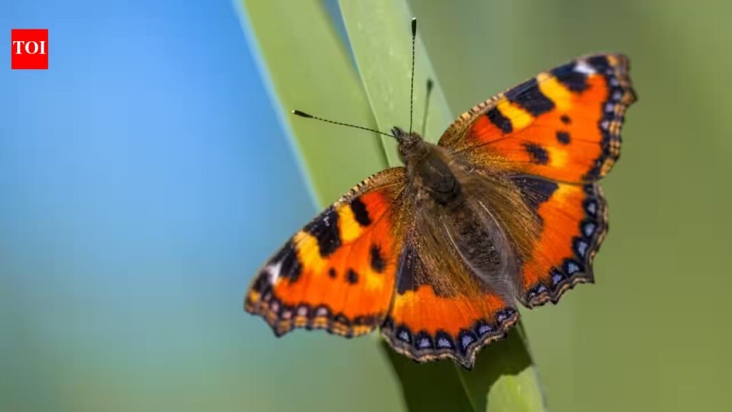 Britain sees second-best butterfly season in 16 years; people counted almost 1.4 million common butterflies and moths; painted ladies jumped by 335%, but scientists are worried Britain sees second-best butterfly season in 16 years; people counted almost 1.4 million common butterflies and moths; painted ladies jumped by 335%, but scientists are worried