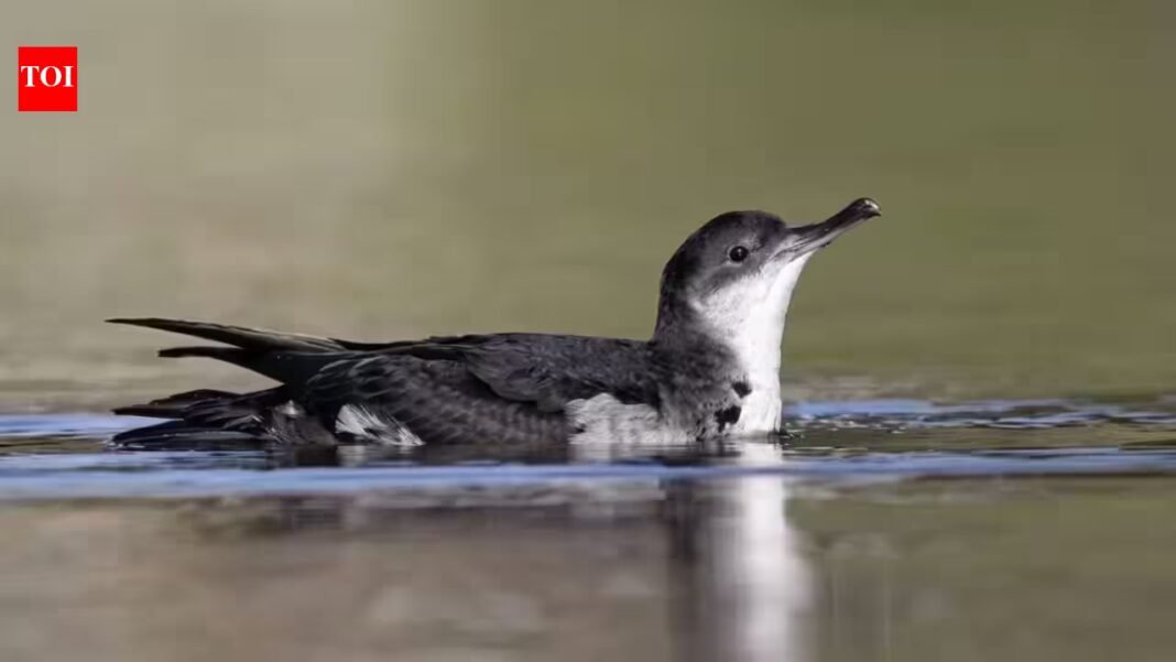 In 2013, St Agnes and Gugh began removing invasive rats brought by 18th-century shipwrecks; 12 years later, Manx shearwater breeding sites rose from 22 to a record 225 In 2013, St Agnes and Gugh began removing invasive rats brought by 18th-century shipwrecks; 12 years later, Manx shearwater breeding sites rose from 22 to a record 225