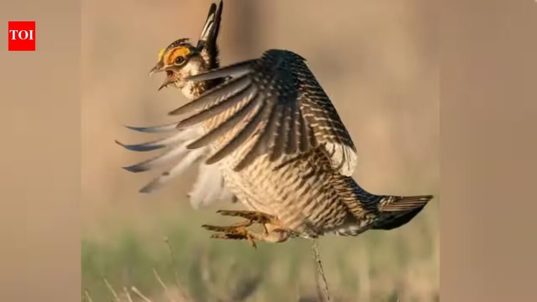 Colorado had more than 80,000 lesser prairie-chickens in 1975 but counted only 89 breeding males in 2024; a land trust has now spent nearly $2 million on a 2,100-acre ranch to help bring them back Colorado had more than 80,000 lesser prairie-chickens in 1975 but counted only 89 breeding males in 2024; a land trust has now spent nearly $2 million on a 2,100-acre ranch to help bring them back