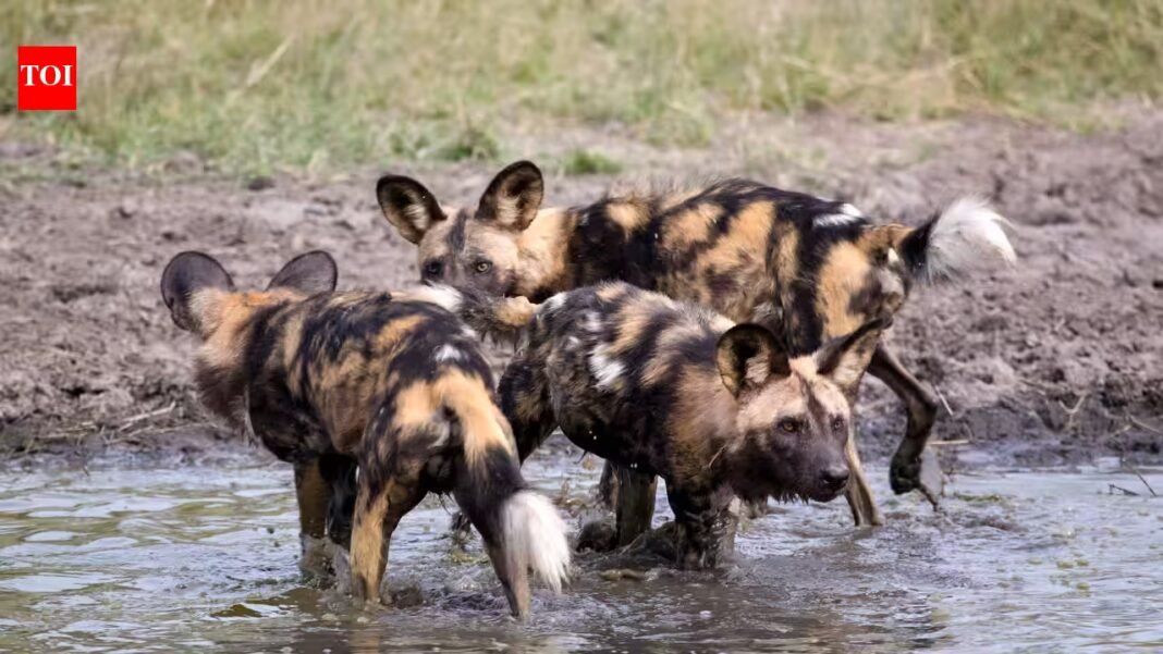 Three African wild dog brothers left their Zambian pack in 2025; eight months later, they had travelled 4,126 km, the longest recorded dispersal by an African mammal Three African wild dog brothers left their Zambian pack in 2025; eight months later, they had travelled 4,126 km, the longest recorded dispersal by an African mammal